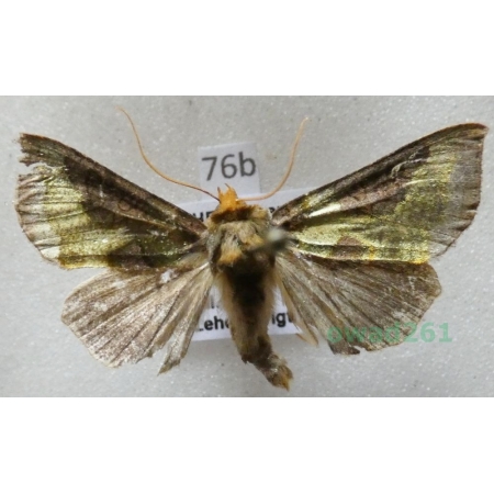Diachrysia chrysitis (Linnaeus, 1758) Czech76b